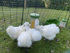 Unser huhn genießt es, maiskolben zu essen.