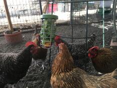 Meine mädchen mögen das Caddi pet toy.