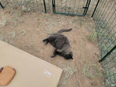 Secure and safe, perfect for kitties