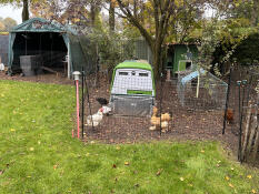 My chicken farm