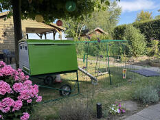 I love the new chicken coop and run!