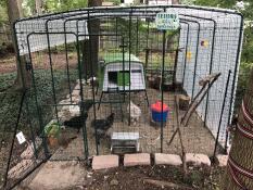 A green chicken coop in a large walk-in run