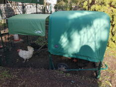 Great chicken coop!