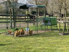 Vert Eglu Cube grand poulailler et parcours relié à Omlet parcours pour poules à pied