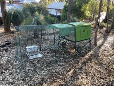 A chicken coop in an Australian garden