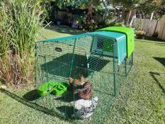 Happy aussie chickens!