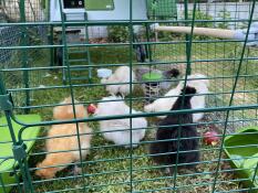Omlet groen Eglu Cube groot kippenhok en ren met kippen