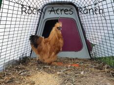 Mycket mångsidig coop