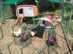 Lätt att hantera rengöring, kycklingarna tog det direkt. 