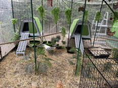 Chicken glamping 