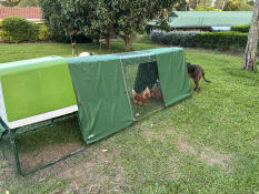 Mitt första coop och jag älskar det!