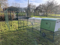 Hühner in sicherheit 