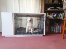 Un chien Golden retriever assis dans sa cage