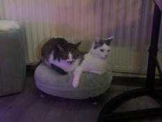 Two cats in a green donut shaped cat bed
