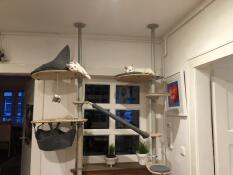 Two white cats on their indoor cat tree