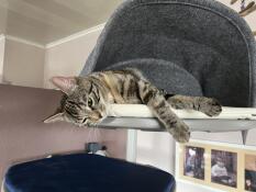 A cat sleeping in the den of his indoor cat tree