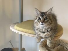 A kitten sitting on the yellow cushioned step of his indoor cat tree