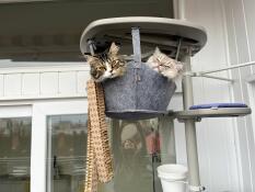Twee katten in hun hangmat