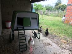Too nice, practical and hygienic hen house 