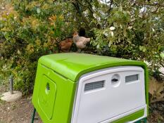 Palace for perched chickens