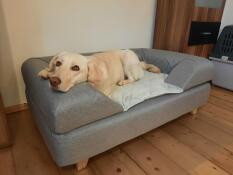 A dog resting in his grey dog bed with bolster topper