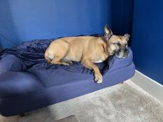 Bästa hundbädden nåGonsin!