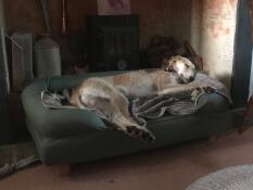 En hund i en grön bolsterhundsäng