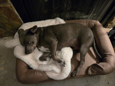 Robust och attraktiv