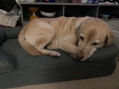 Bästa sängen nåGonsin! 