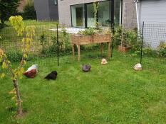 Hühner, die innerhalb ihres zauns im gras herumlaufen