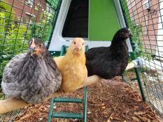 Meine mädchen lieben ihre sitzstange!