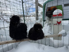 Silkie Snow day 