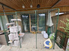 A cat's dream comes true