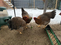 Larve di mosca soldato molto richieste