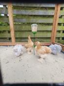 Fun activity for the chickens