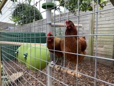 ¡un gran entretenimiento para mí y para mis gallinas!