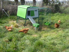 Egglu Cube chicken house