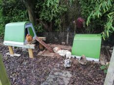 Hönshuset när det är som bäst! 