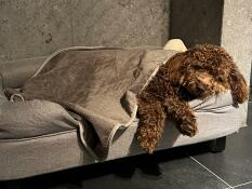 A dog sleeping on a grey bolster bed with a grey cover