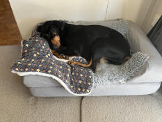Topology dog bed with bolster