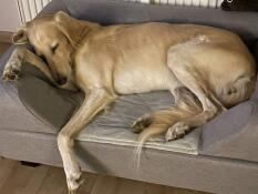 Super Qualität und bequem für den Hund!