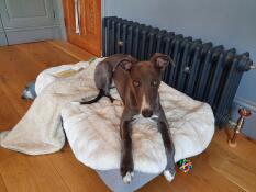 Zebedee liebt sein neues bett