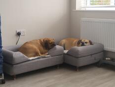 Two dogs resting in their respective grey beds with bolster toppers