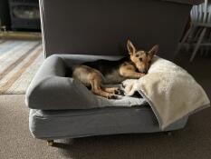 A little dog in a grey bed with a bolster topper