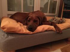 A very well thought out bed!