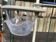 Was will man als Katze mehr?