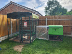 Har ikke set sig tilbage