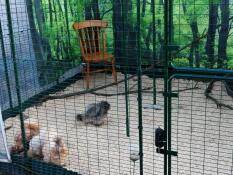 Silkie chicken palace! 