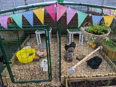 Chickens inside their walk-in enclosure