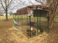 Den bedste beskyttelse til mine høns 